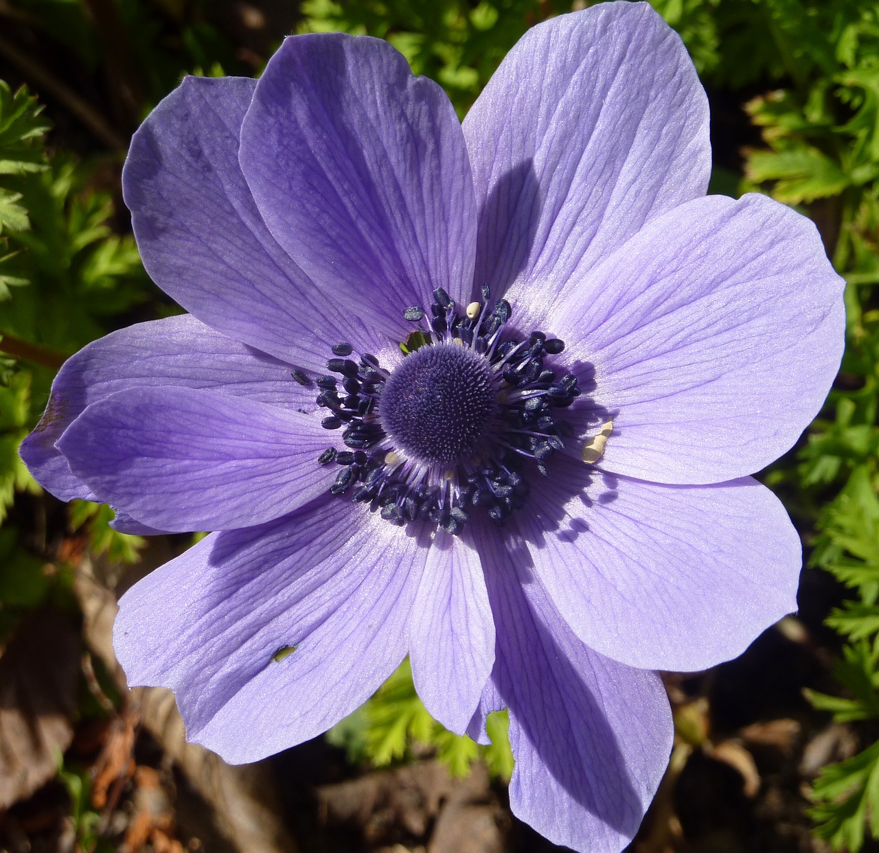 flower spring purple free photo