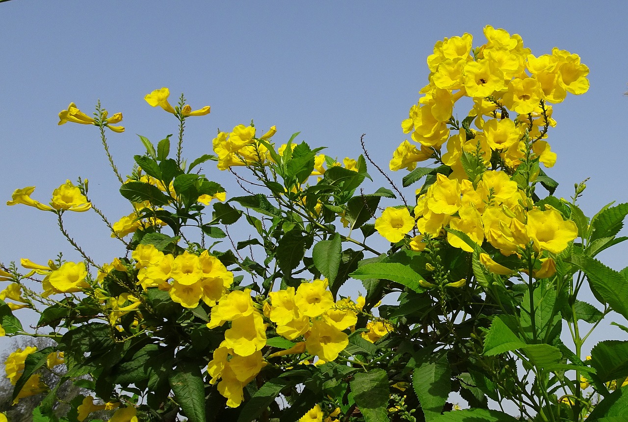 flower yellow chestnutleaf trumpetbush free photo