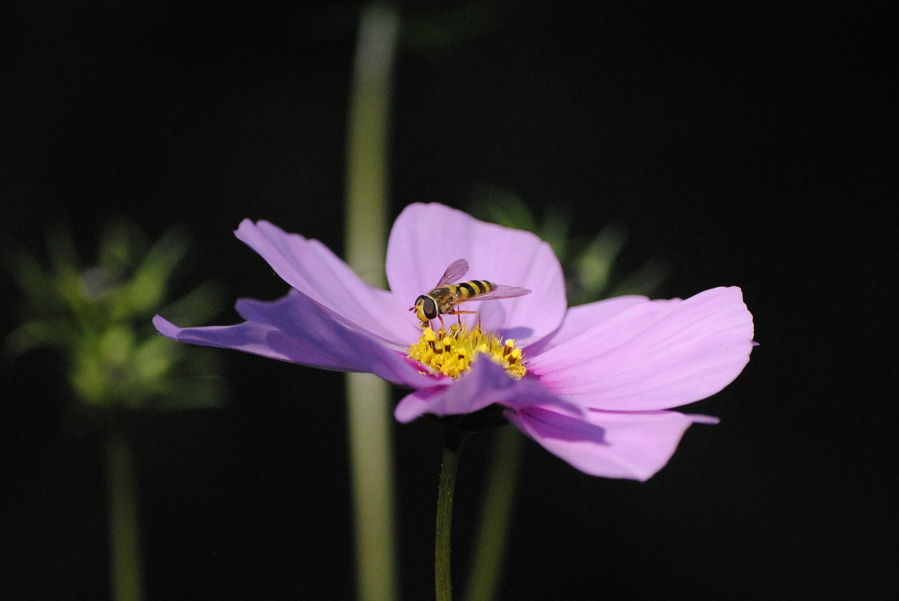 flower bee black free photo