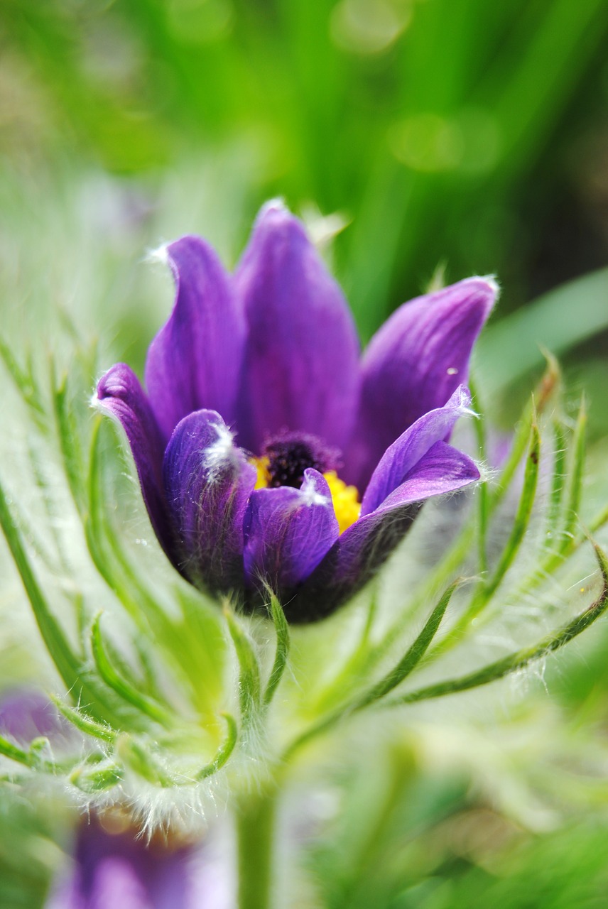 flower green pasque flower free photo