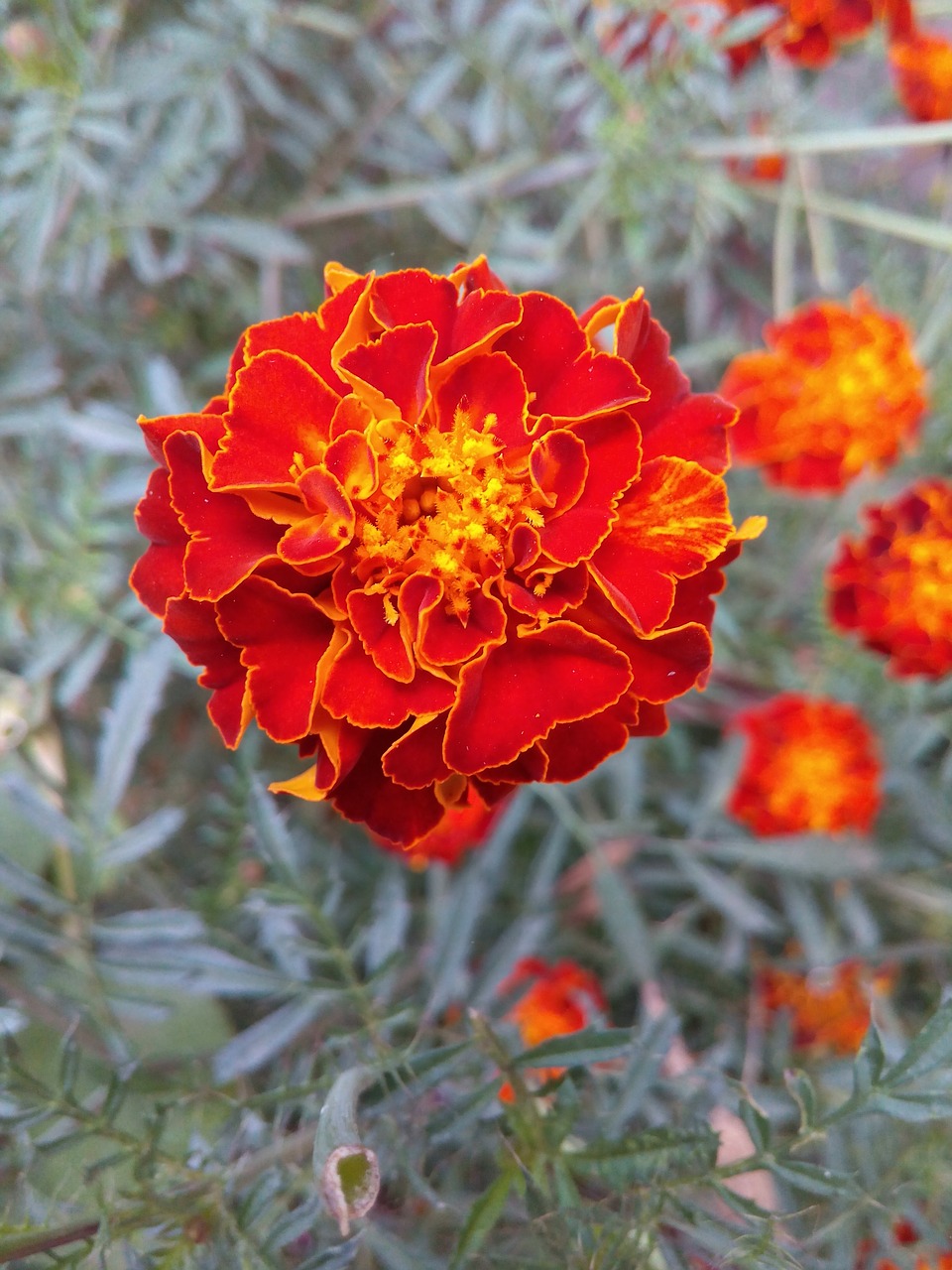 flower marigold orange free photo