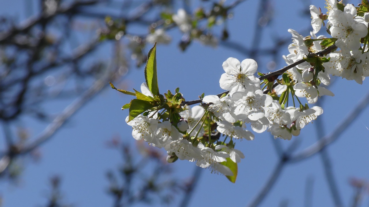 flower summer sunny free photo