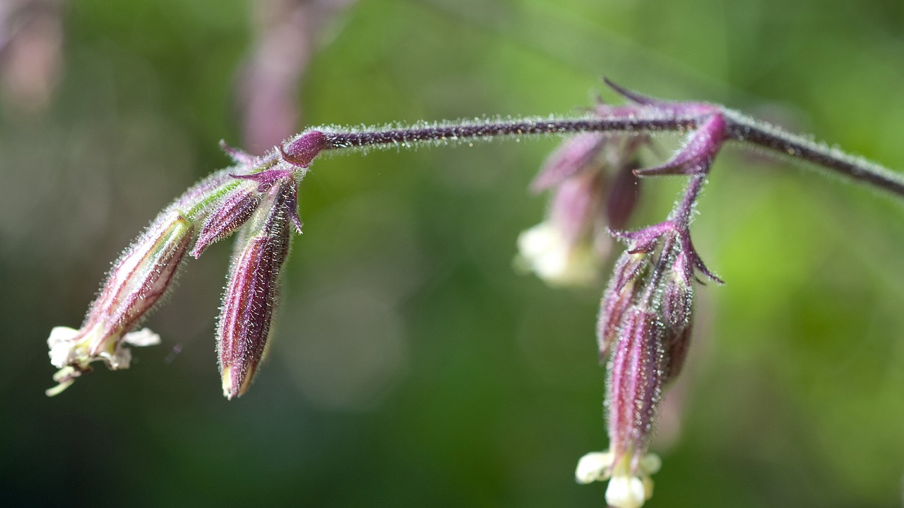 flower nature plants free photo