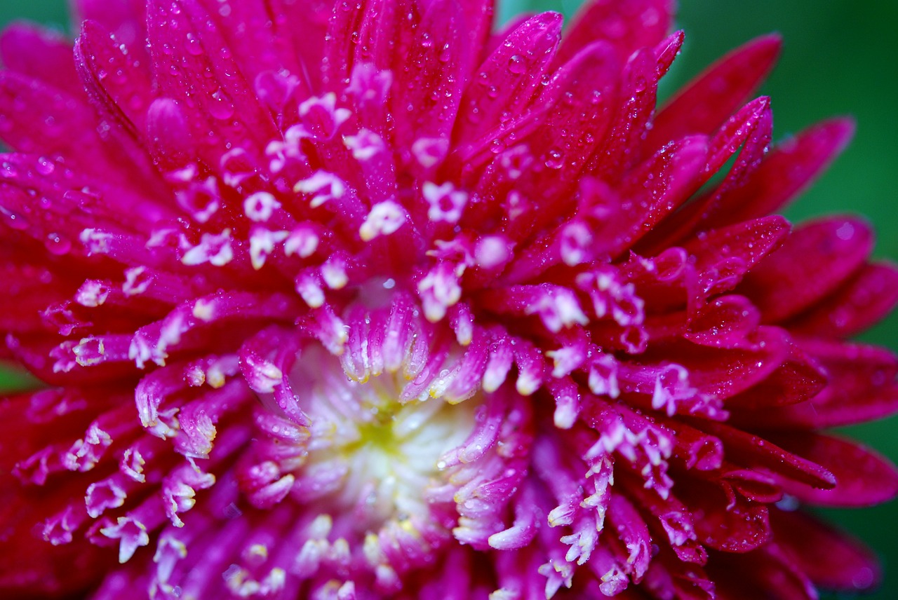 flower macro pink free photo