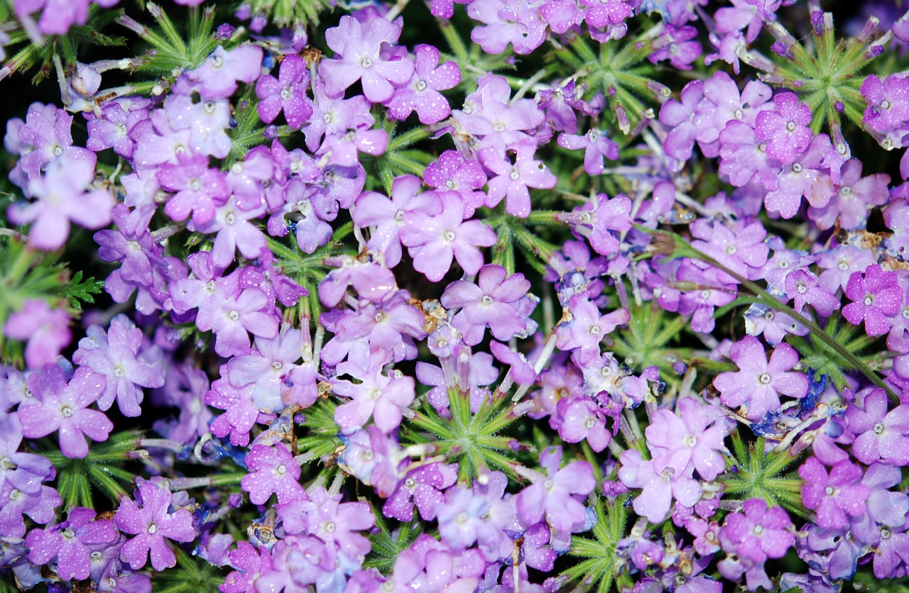 flower lilac colour free photo