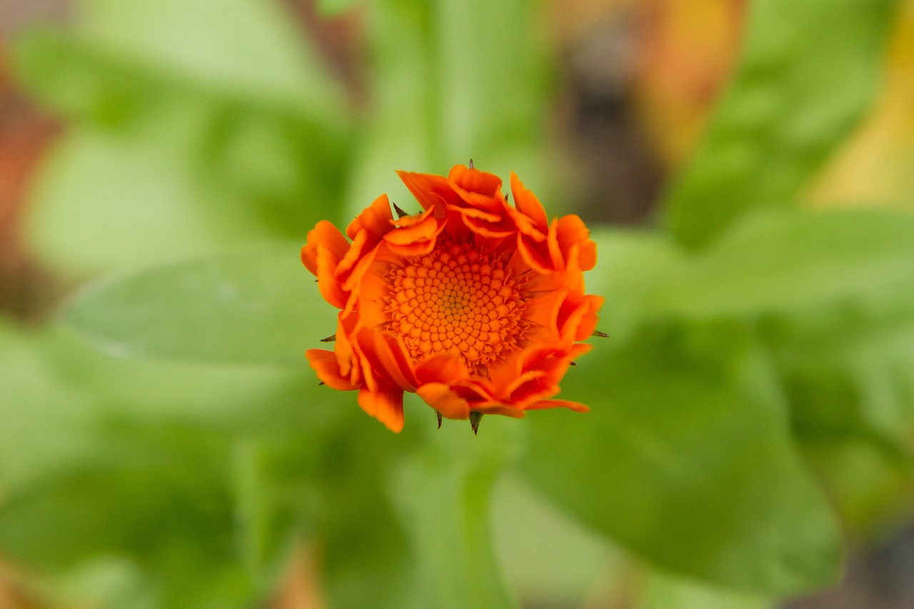 flower orange spring free photo