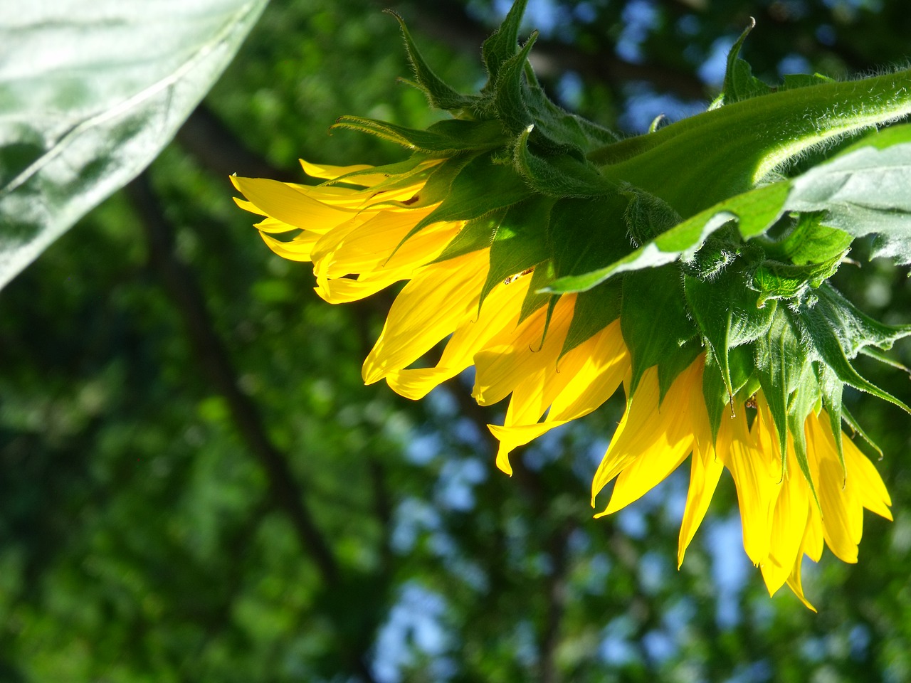 flower sunflower summer free photo