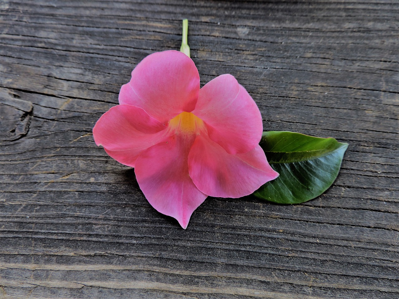 flower pink leaf free photo