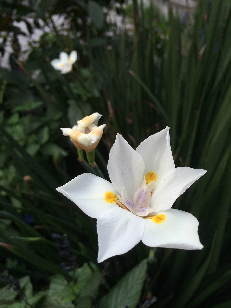 flower white petals free photo