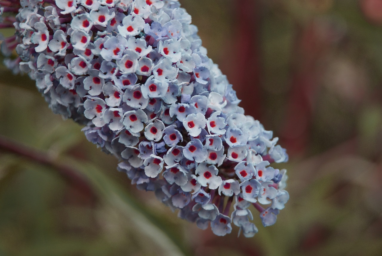 flower plant nature free photo