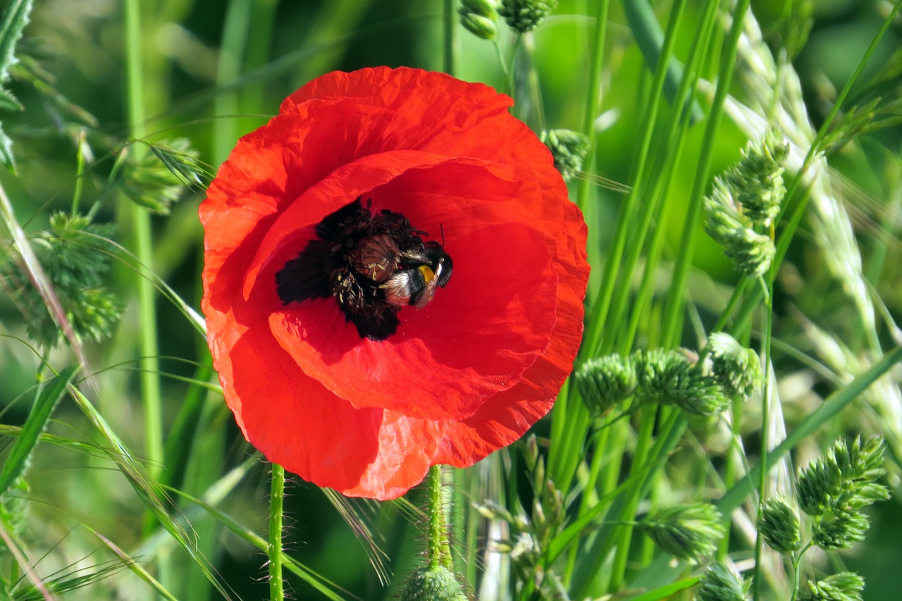 flower poppy insect free photo