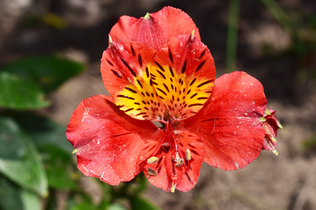 flower red red flowers free photo