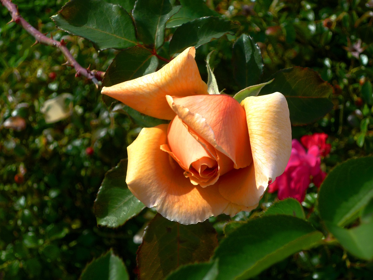 flower rose orange rose free photo