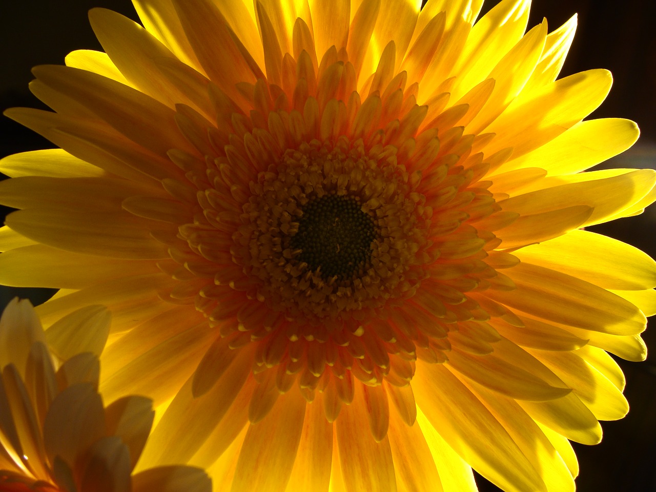flower close-up yellow free photo