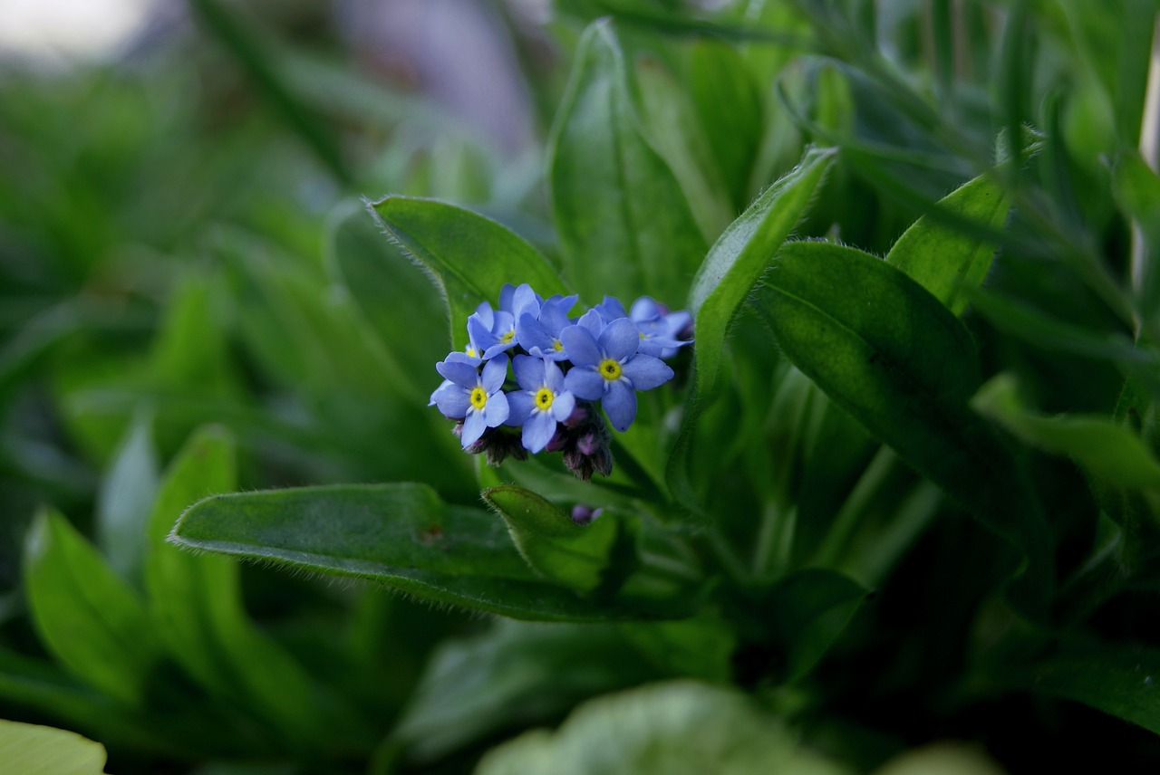 flower blue foliage free photo