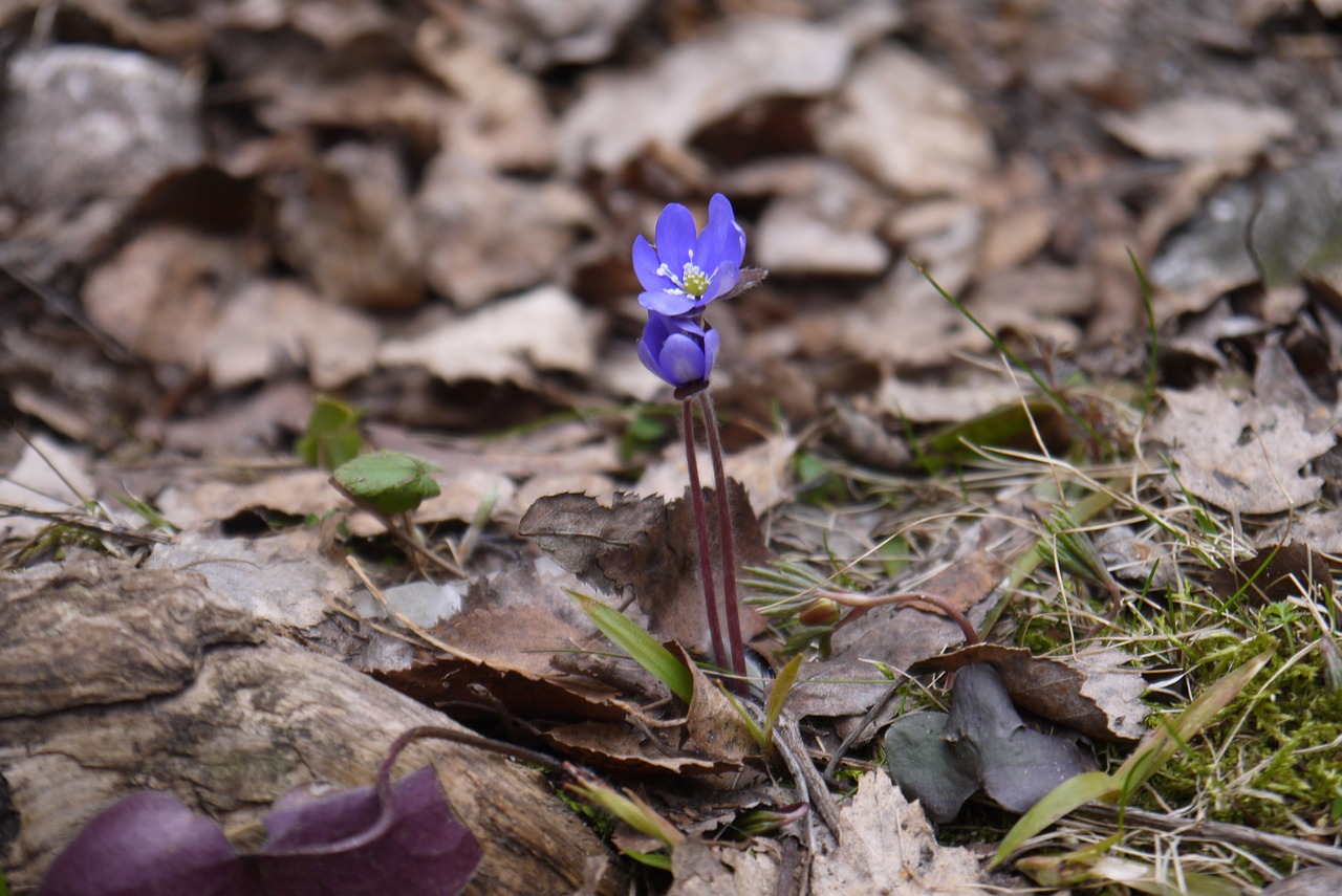 flower leaf spring free photo