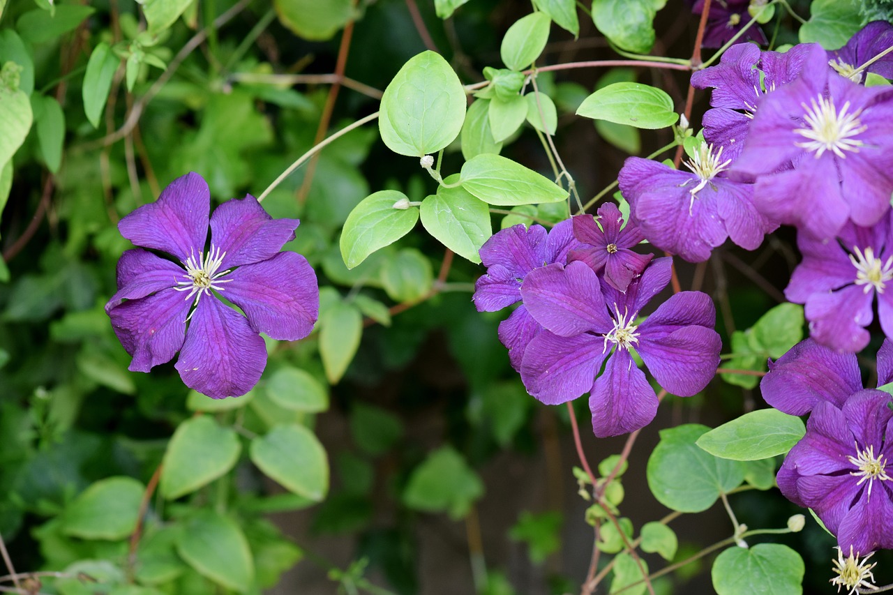 flower purple garden free photo