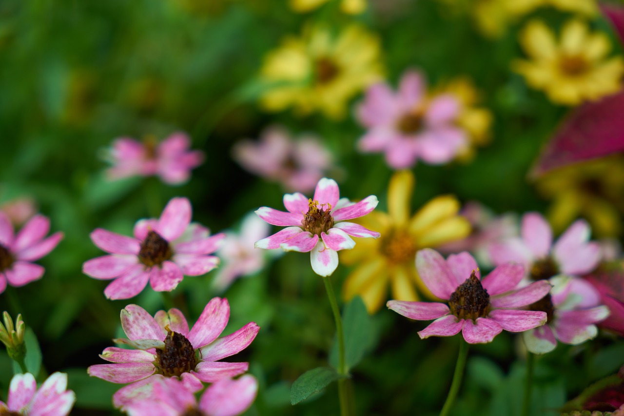 flower botanical garden free photo