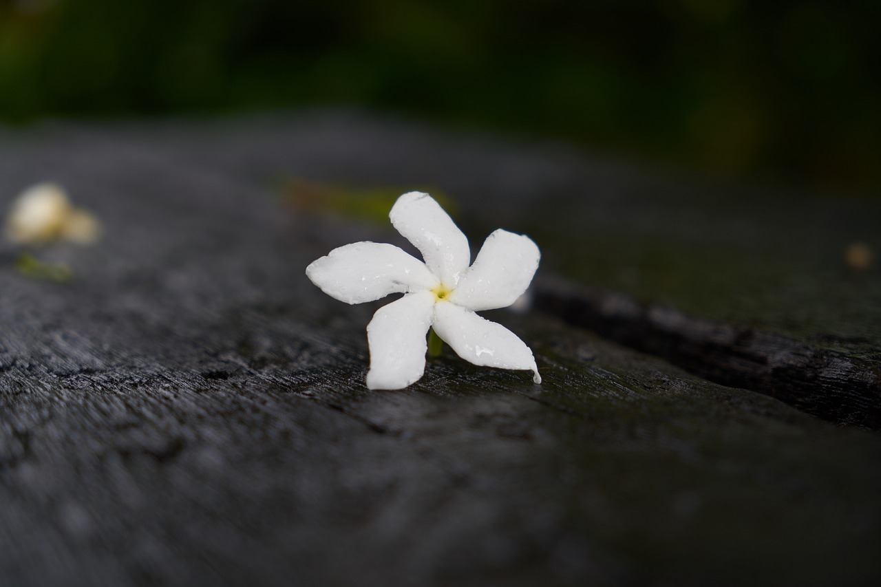 flower single white free photo