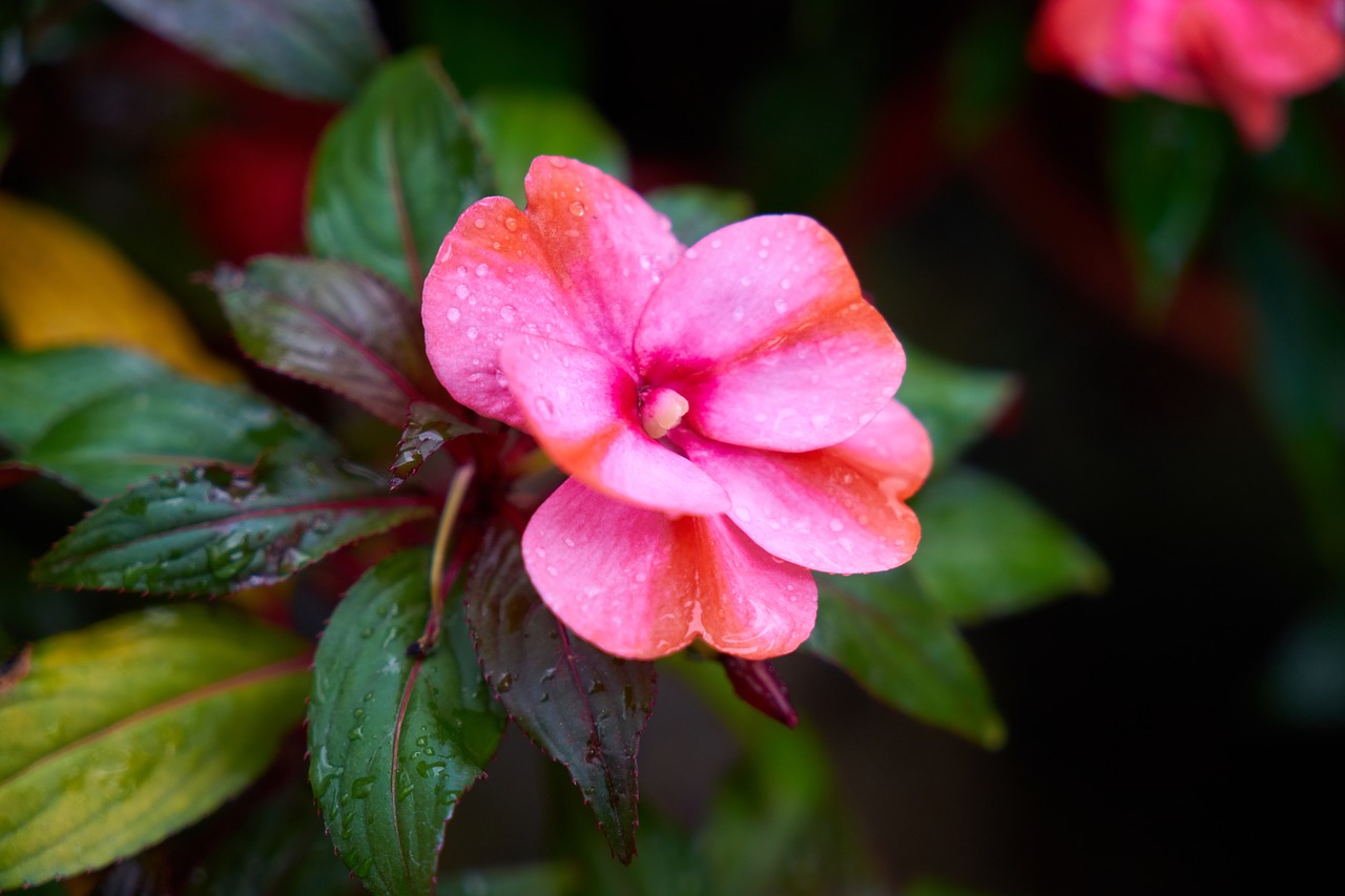 flower flowerpot nature free photo