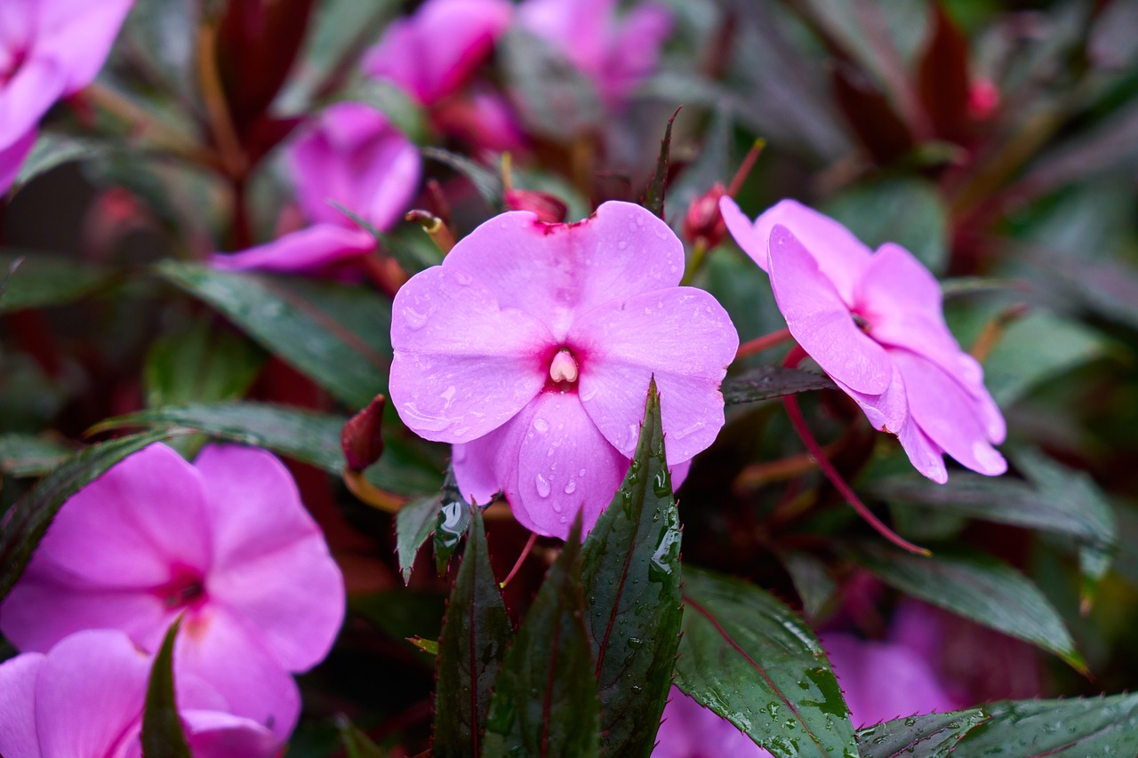 flower flowerpot nature free photo