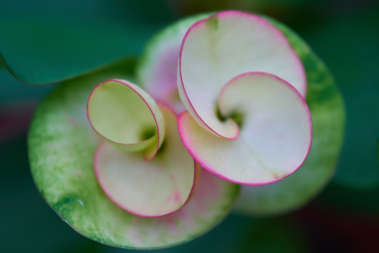 flower macro nature free photo