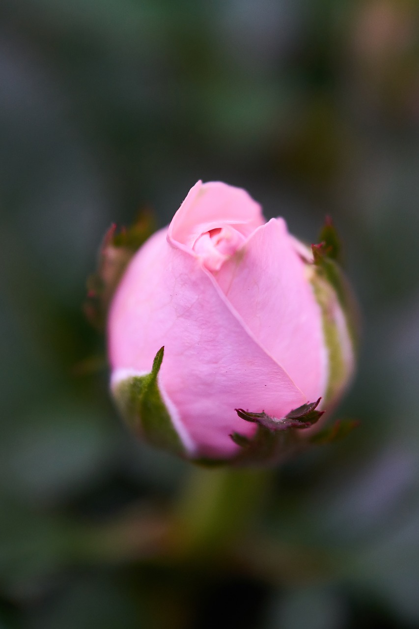 flower color macro free photo