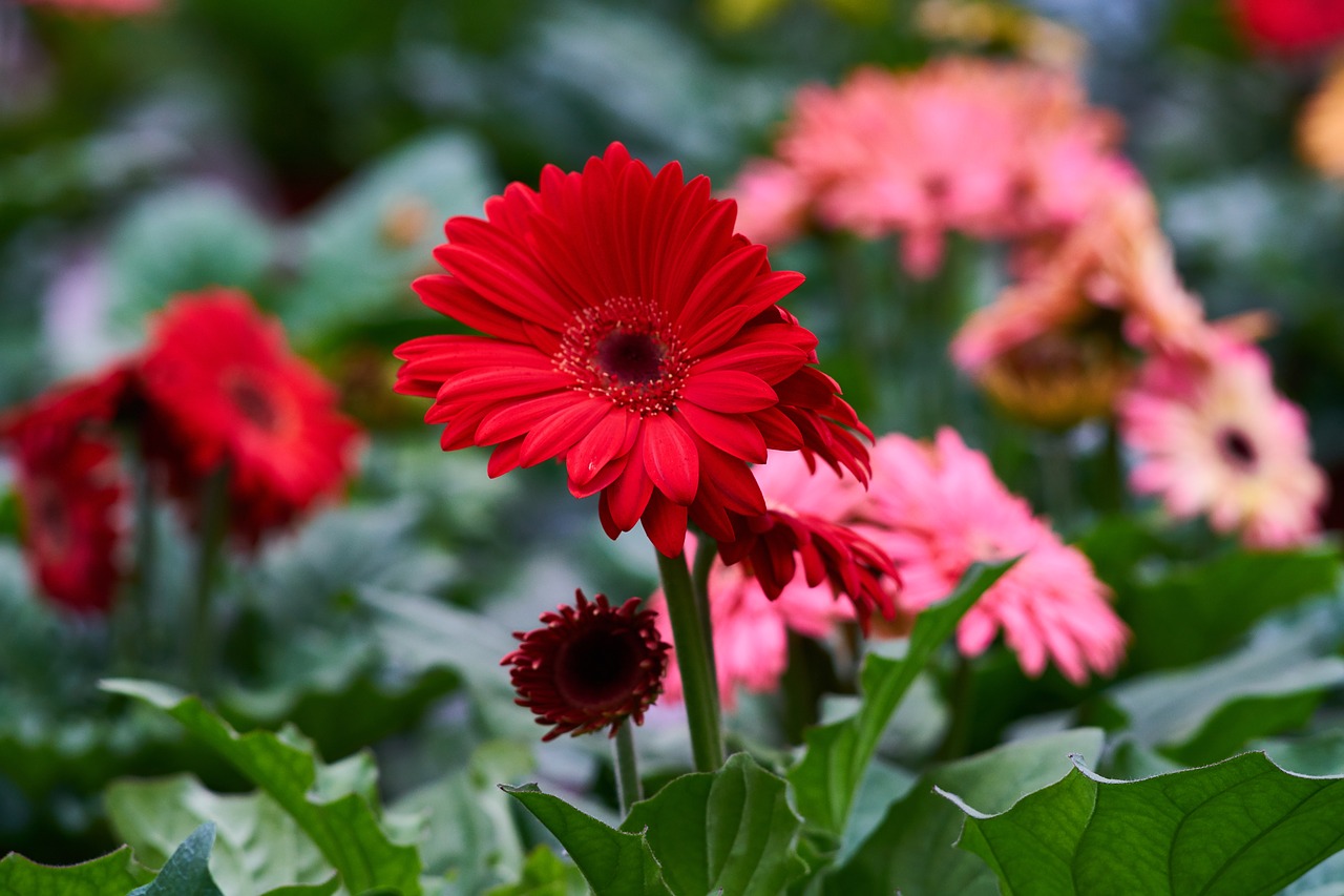 flower color macro free photo