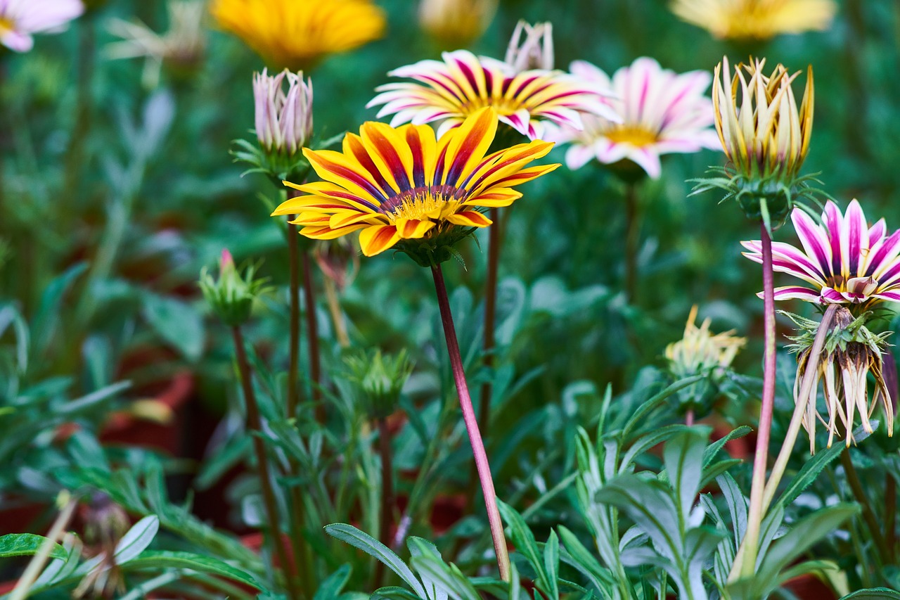 flower color macro free photo