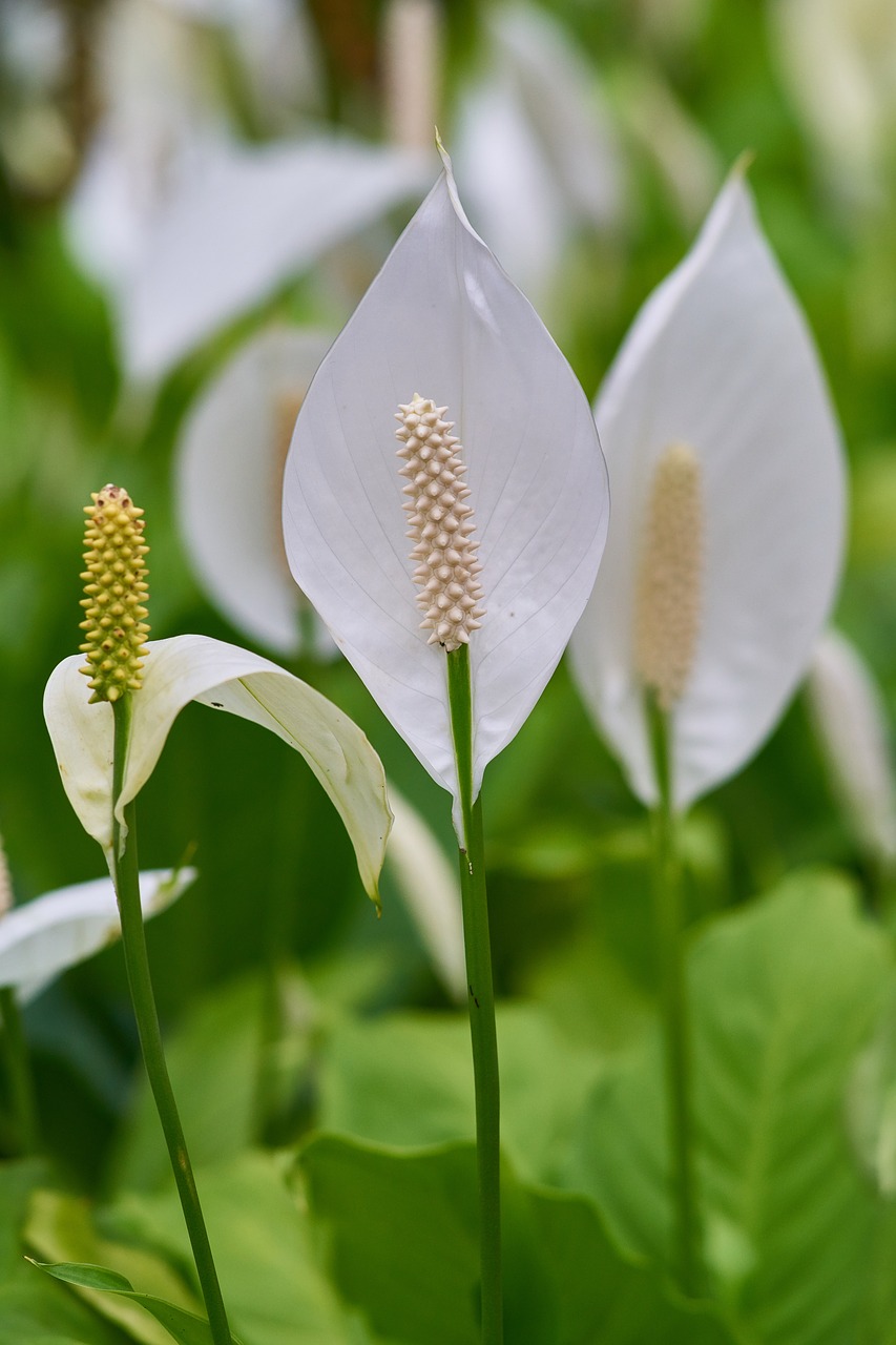 flower color macro free photo