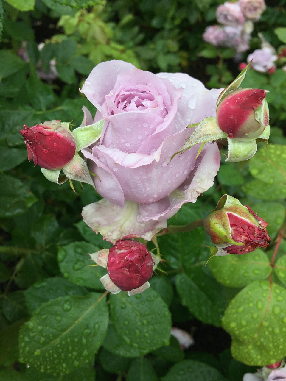 flower rose readily take free photo