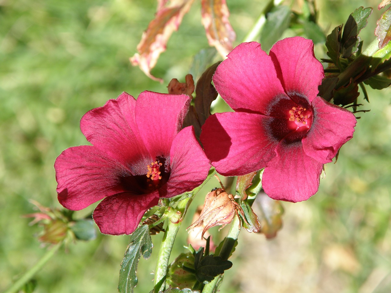 flower red flowers free photo