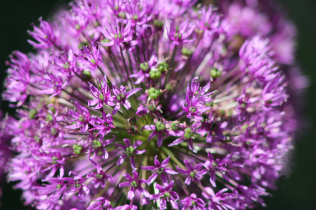 flower purple backdrop free photo