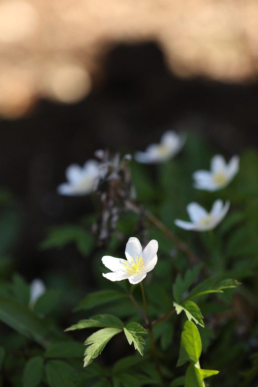 flower nature spring free photo