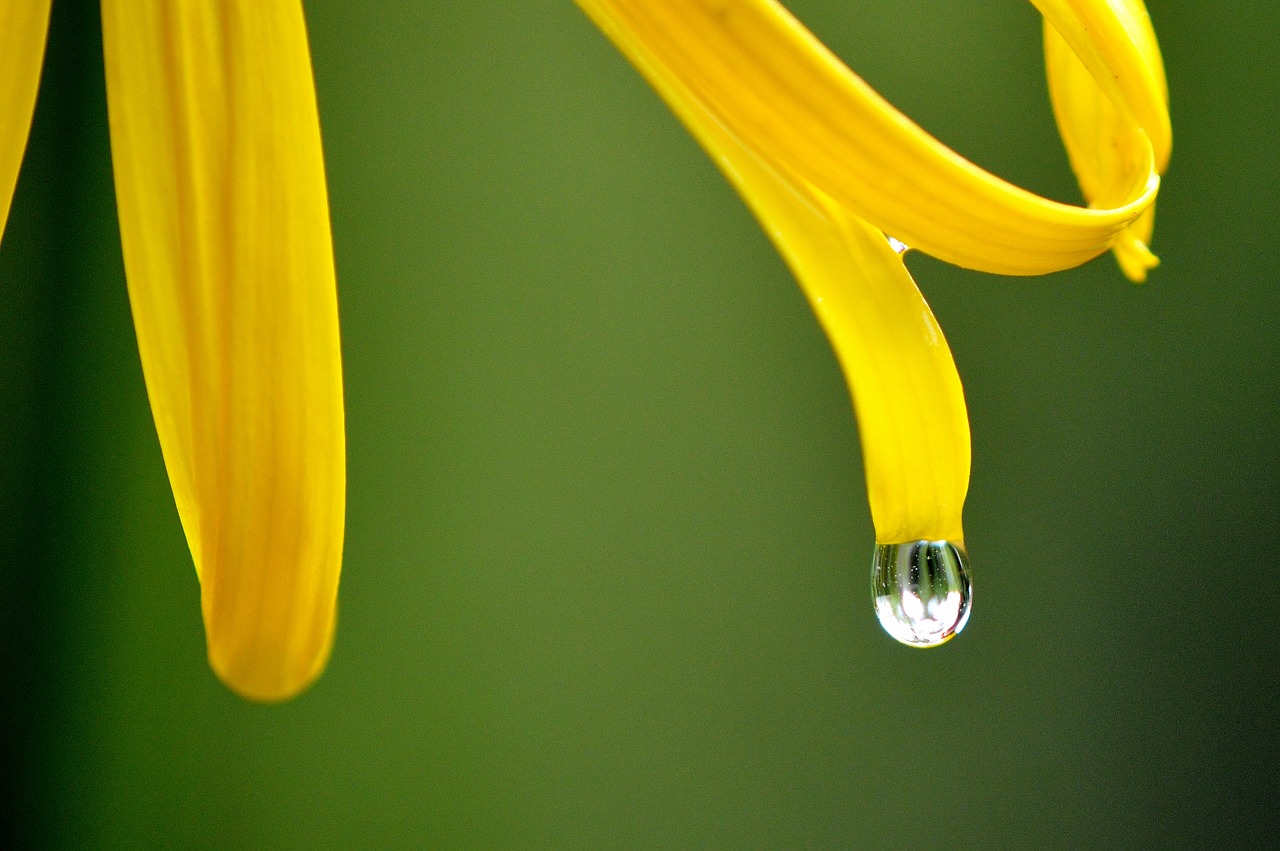 flower yellow raindrop free photo
