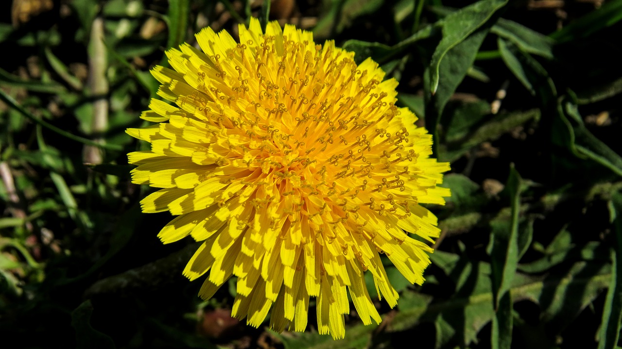 flower macro nature free photo