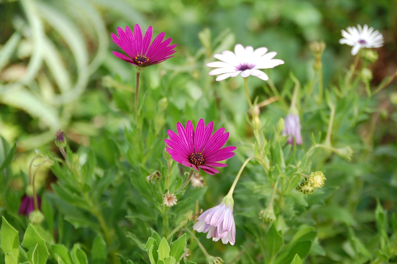 flower nature plant free photo