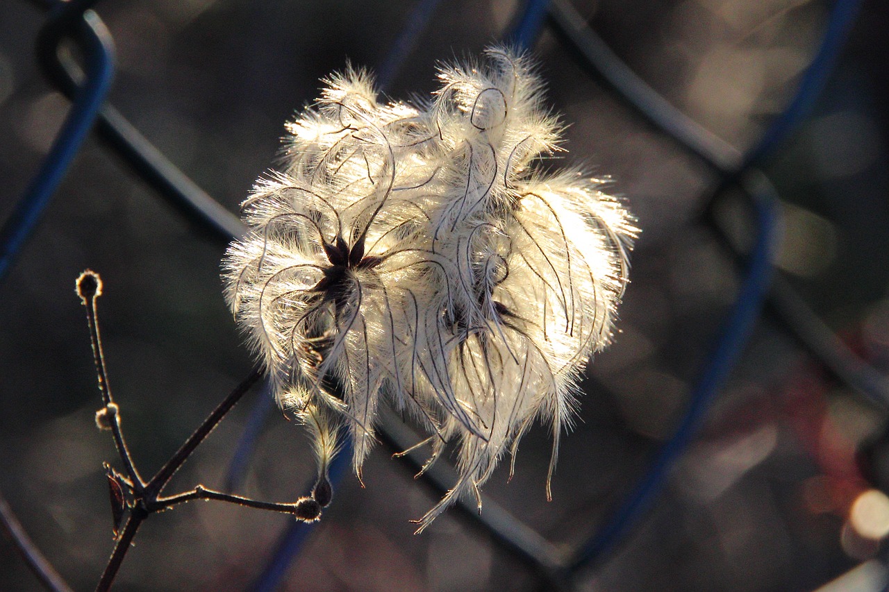 blossom bloom sun free photo