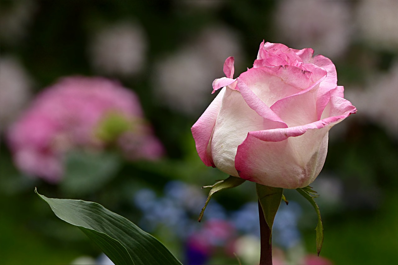 flower rose pink free photo