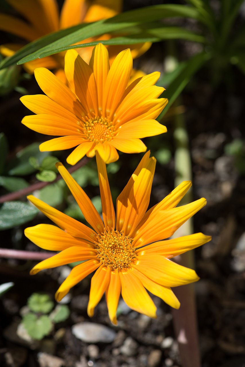 flower orange orange flower free photo