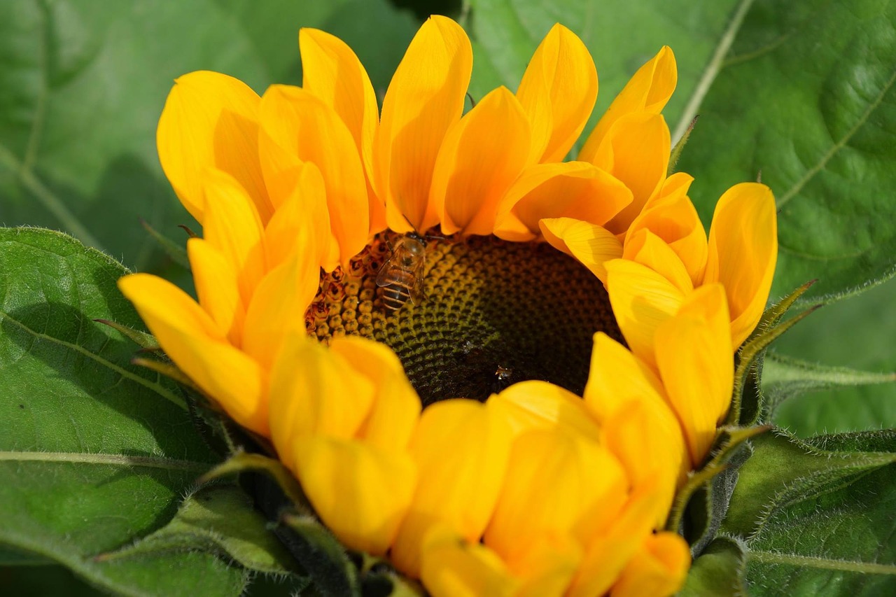 flower sunflowers bee free photo