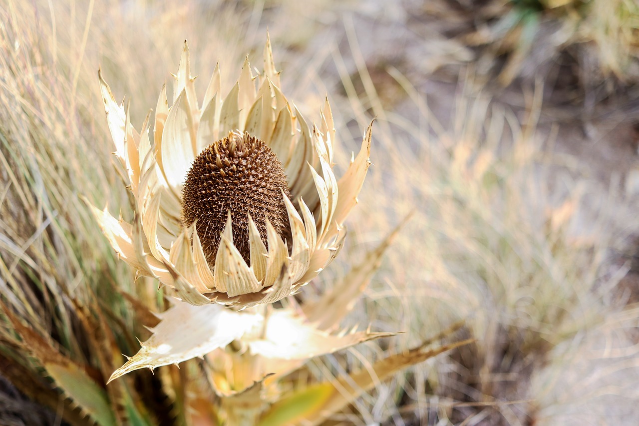 flower outdoor nature free photo