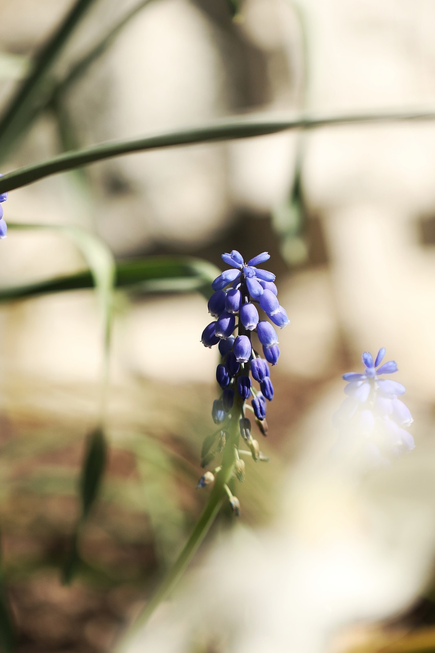 flower spring spring flowers free photo