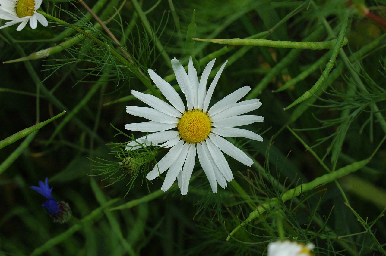 flower white green free photo