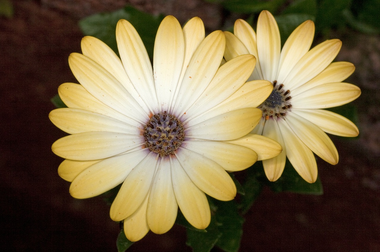 flower yellow spring free photo