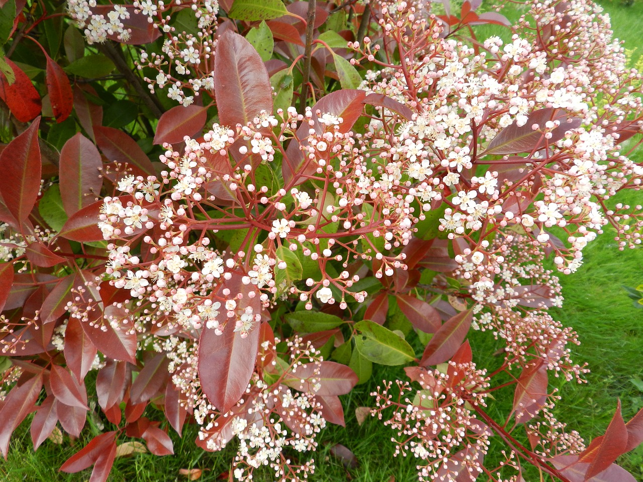 flower shrub nature free photo