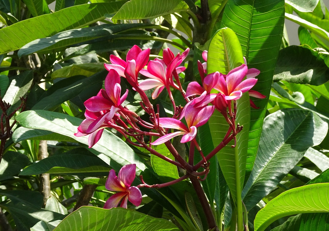 flower frangipani khagi leihao free photo