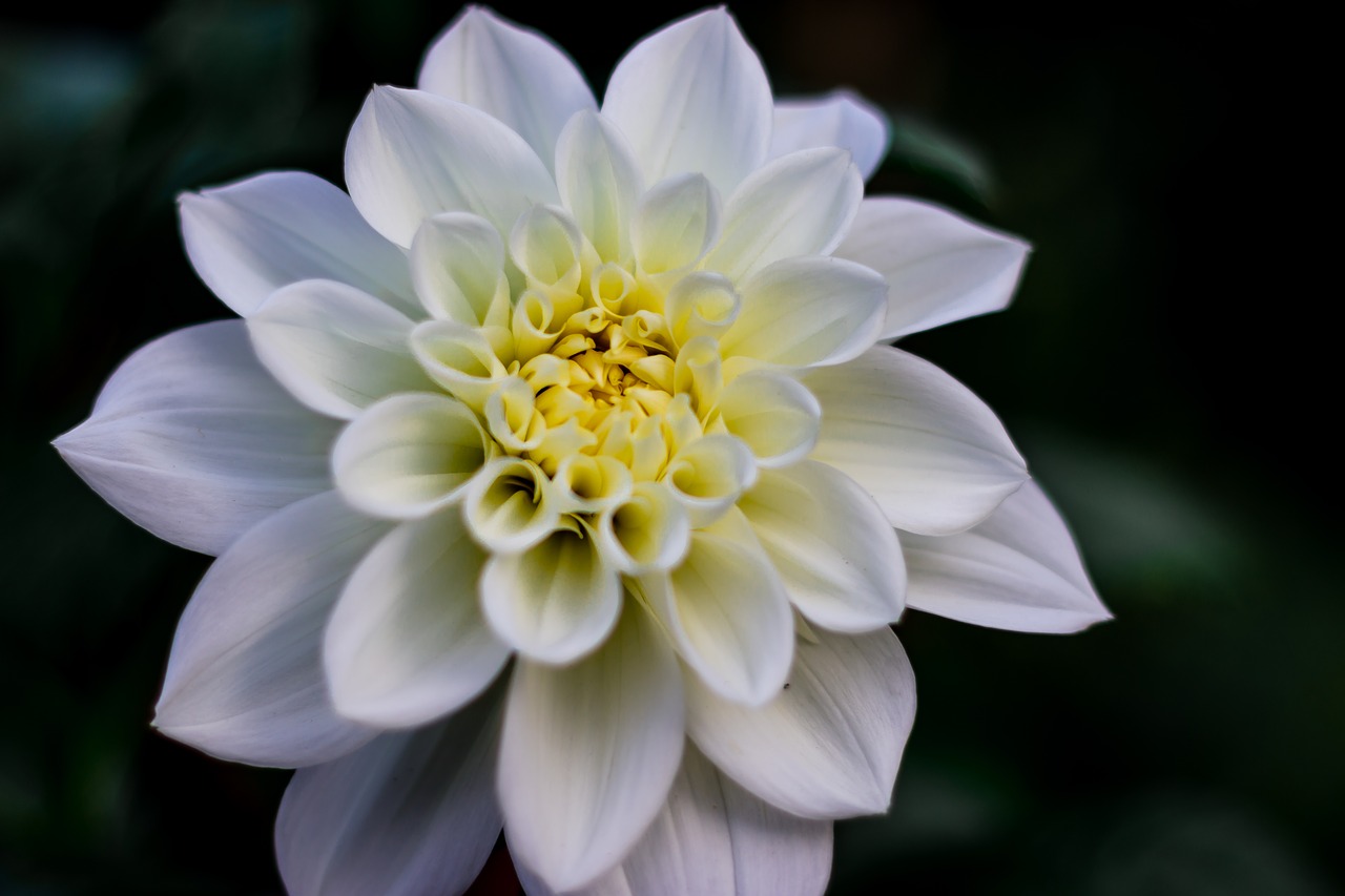 flower white daiya flowers free photo