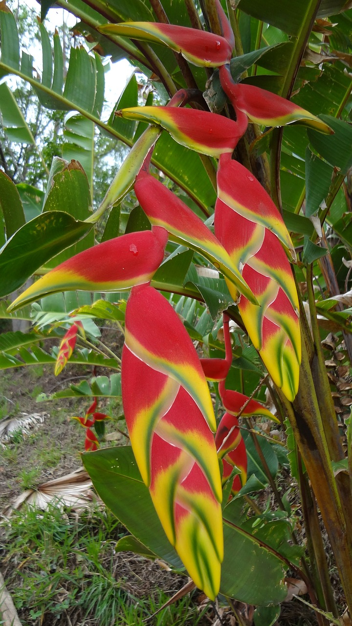 flower nature banana flower free photo