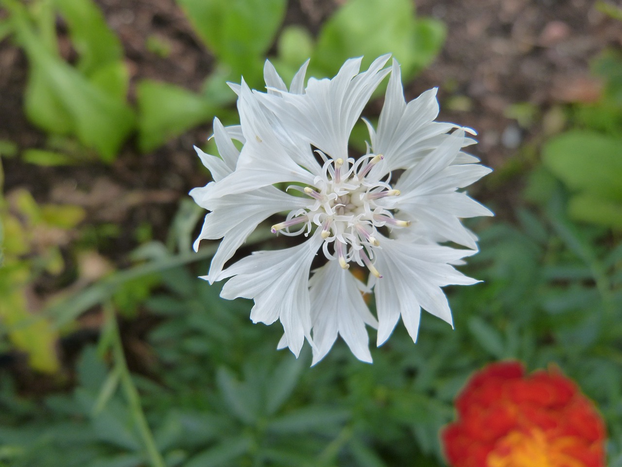 flower blossom bloom free photo